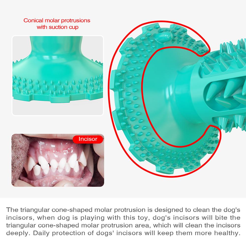Novel Toothbrush Chew Toy with Rubber Sucker for Dog Dental Care SP